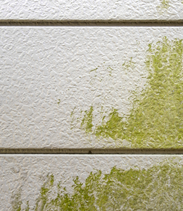 カビやサビ、苔